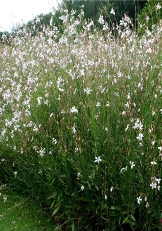 ГАУРА ліндхеймера Whirling Butterflies